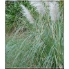 Cortaderia selloana White Feather - Trawa pampasowa White Feather - biała - ozdobne puszyste kłosy białe, wys 250, kw 9 C2
