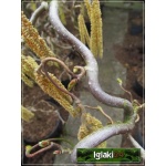 Corylus avellana Contorta - Leszczyna pospolita Contorta C5 30-50cm 