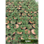 Cotoneaster suecicus Coral Beauty - Irga szwedzka Coral Beauty C1,5 10-20x15-20cm