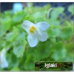 Cymbalaria pallida Albiflora - Cymbalaria blada Albiflora - białe, wys. 10, kw 6/8 FOTO