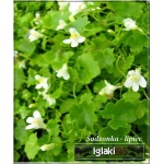 Cymbalaria pallida Albiflora - Cymbalaria blada Albiflora - białe, wys. 10, kw 6/8 FOTO