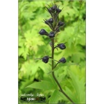 Delphinium cultorum Black Knight - Ostróżka ogrodowa Black Knight - ciemno-fioletowy, wys 40, kw 6/7 FOTO