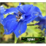 Delphinium cultorum Blue Birdt - Ostróżka ogrodowa Blue Bird - niebieski jaskrawy,  wys. 180, kw. 6-9 C0,5