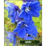 Delphinium cultorum Blue Birdt - Ostróżka ogrodowa Blue Bird - niebieski jaskrawy,  wys. 180, kw. 6-9 FOTO
