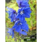 Delphinium cultorum Blue Birdt - Ostróżka ogrodowa Blue Bird - niebieski jaskrawy,  wys. 180, kw. 6-9 FOTO