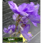 Delphinium cultorum Pacific Guinevere - Ostróżka ogrodowa Pacific Guinevere - jasnoniebieski, wys. 160 kw 6/10 FOTO