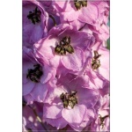Delphinium Elatum Blushing Brides - Ostróżka ogrodowa Blushing Brides - różowe, wys. 160, kw 6/9 FOTO
