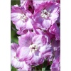Delphinium Elatum Sweethearts - Ostróżka ogrodowa Sweethearts - różowe, wys. 160, kw 6/9 FOTO
