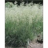 Deschampsia cespitosa Tardiflora - Śmiałek darniowy Tardiflora - zielone kłosy, wys 150, kw 7 FOTO 