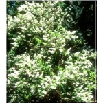 Deutzia gracilis Variegata - Żylistek wysmukły Variegata - białe FOTO