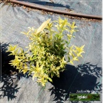 Deutzia gracilis Variegata - Żylistek wysmukły Variegata - białe FOTO