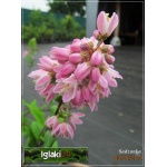 Deutzia hybrida Strawberry Fields - Żylistek mieszańcowy Strawberry Fields - różowe FOTO