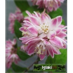 Deutzia hybrida Strawberry Fields - Żylistek mieszańcowy Strawberry Fields - różowe FOTO