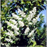 Deutzia scabra Candidissima - Żylistek szorstki Candidissima - białe FOTO