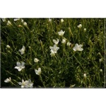 Dianthus deltoides Albus - Goździk kropkowany Albus - biały, wys 20, kw 6/8 FOTO