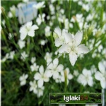 Dianthus deltoides Albus - Goździk kropkowany Albus - biały, wys 20, kw 6/8 FOTO