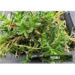 Dianthus deltoides Albus - Goździk kropkowany Albus - biały, wys 20, kw 6/8 C0,5