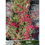 Dianthus deltoides Brilliant - Goździk kropkowany Brilliant - czerwony, wys 20, kw 6/9 FOTO