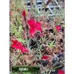 Dianthus deltoides Brilliant - Goździk kropkowany Brilliant - czerwony, wys 20, kw 6/9 FOTO