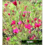 Dianthus deltoides Leuchtfunk - Goździk kropkowany Leuchtfunk - ciemnoczerwony, wys 15, kw 6/8 C0,5