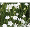 Dianthus deltoides White - Goździk kropkowany White - biały, wys 15, kw 6/8 FOTO