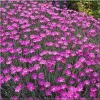 Dianthus gratianopolitanus - Goździk siny - Dianthus caesius - Goździk majowy - różowy, wys 20, kw 5/6 FOTO