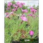 Dianthus gratianopolitanus - Goździk siny - Dianthus caesius - Goździk majowy - różowy, wys 20, kw 5/6 C0,5