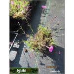 Dianthus gratianopolitanus - Goździk siny - Dianthus caesius - Goździk majowy - różowy, wys 20, kw 5/6 C0,5