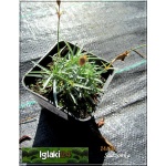 Dianthus gratianopolitanus Amarant - Goździk siny Amarant - Dianthus caesius Amarant - Goździk majowy Amarant - amarantowy, wys. 10, kw. 6/8 FOTO