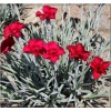 Dianthus gratianopolitanus Rubin - Goździk siny Rubin - Dianthus caesius Rubin - Goździk majowy Rubin - czerwone, wys. 20, kw. 5/6 C0,5
