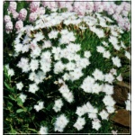 Dianthus plumarius niepełny biały - Goździk pierzasty niepełny biały - wys 10, kw 5/7 FOTO 