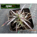 Dianthus plumarius niepełny biały - Goździk pierzasty niepełny biały - wys 10, kw 5/7 C0,5