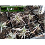 Dianthus plumarius niepełny biały - Goździk pierzasty niepełny biały - wys 10, kw 5/7 C0,5