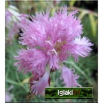 Dianthus plumarius pełny jasnoróżowy - Goździk pierzasty pełny jasnoróżowy - wys 10, kw 5/7 FOTO 