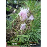 Dianthus plumarius pełny jasnoróżowy - Goździk pierzasty pełny jasnoróżowy - wys 10, kw 5/7 FOTO 