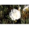 Dianthus plumarius Haytor White - Goździk pierzasty Haytor White - białe, wys. 30, kw. 6/8 FOTO