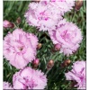 Dianthus plumarius Pike\'s Pink - Goździk pierzasty Pike\'s Pink - różowe, wys. 30, kw. 5/7 FOTO zzzz