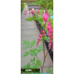 Dicentra Eximia - Serduszka wspaniała - różowa, wys. 30, kw 5-9 FOTO