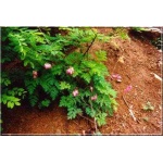 Dicentra Eximia - Serduszka wspaniała - różowa, wys. 30, kw 5-9 FOTO