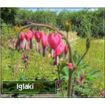 Dicentra spectabilis - Serduszka okazała - różowa, wys. 80cm, kw 5/6 FOTO