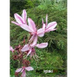 Dictamnus albus - Dictamnus fraxinella - Dyptam jesionolistny - Krzew Mojżesza - Krzew Mojżeszowy - różowe, wys. 100, kw 6/7 FOTO 