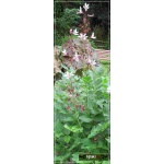 Dictamnus albus - Dictamnus fraxinella - Dyptam jesionolistny - Krzew Mojżesza - Krzew Mojżeszowy - różowe, wys. 100, kw 6/7 FOTO 