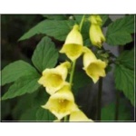 Digitalis grandiflora - Naparstnica zwyczajna - żółty, wys. 80, kw. 6/7 FOTO