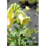 Digitalis grandiflora - Naparstnica zwyczajna - żółty, wys. 80, kw. 6/7 FOTO