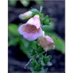 Digitalis mertonensis - Naparstnica Mertona - różowe, wys. 80, kw 6/7 FOTO