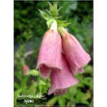Digitalis mertonensis Summer King - Naparstnica Mertona Summer King - różowe, wys. 80, kw. 6/7 FOTO