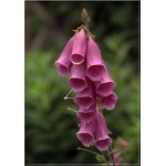 Digitalis purpurea - Naparstnica purpurowa - purpurowa wys 80, kw 6/7 FOTO