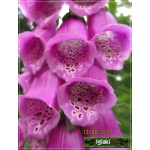 Digitalis purpurea - Naparstnica purpurowa - purpurowa wys 80, kw 6/7 FOTO
