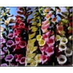 Digitalis purpurea - Naparstnica purpurowa - MIX wys. 70/100, kw. 7/9 jednoroczne FOTO