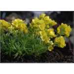 Draba brunifolia - Głodek kaukaski - żółty, wys. 5, kw. 4/5 FOTO